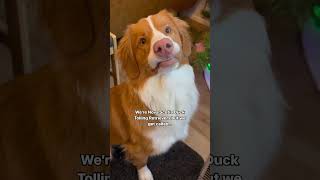 Nova Scotia Duck Toller Retrievers dogsofyoutube toller dog puppy nsdtr ducktoller purebred [upl. by Glanti]