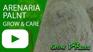 Arenaria plant  growing amp care Amazing ground cover plant [upl. by Annelg970]