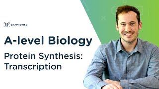 Protein Synthesis Transcription  Alevel Biology  OCR AQA Edexcel [upl. by Brier]