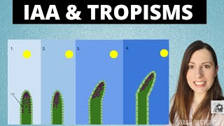 PLANT GROWTH FACTORS IAA and tropisms for Alevel Biology Phototropism and gravitropism [upl. by Allesig]