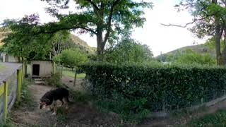 Standing Near Dog  Fear of Dogs Cynophobia  Medium anxiety  VR clip 360 video [upl. by Cavallaro]