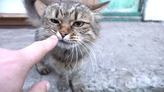 Friendly cats meowing and purring [upl. by Sherourd]