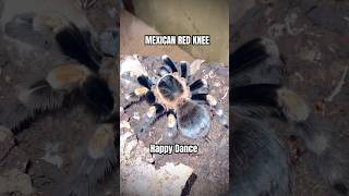 Mexican Red Knee HAPPY DANCE brachypelmahamorii tarantula tarantulafeeding [upl. by Lihkin92]