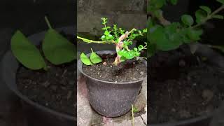 premna microphylla bonsai tree [upl. by Jessica]