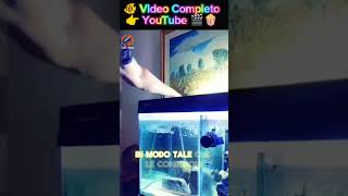 👆🔗 🐠LEVOLUZIONE NEL TUO ACQUARIO DI CICLIDI 🌊 cichlidream mbuna africancichlids acquariofilia [upl. by Enelhtak]