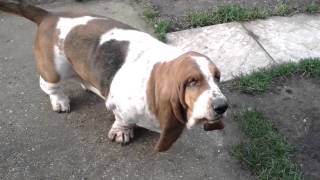 Basset hound Funny morning stretch [upl. by Naoj113]