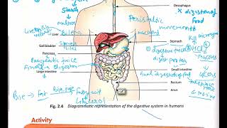 nutritioninanimals class7th Nutrition in Human part2 I Chapter 2 I class7th Science [upl. by Ackley]