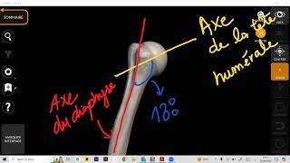 Ostéologie humérus part 2 عظمة العضد [upl. by Mareah]