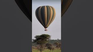 Wild Safari In Tanzania 🇹🇿 wildlife wildsafari safari [upl. by Ahsiemac]