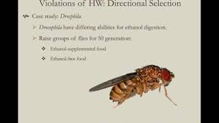 Evol 5 HW Deviations selection and mutation [upl. by Lithea401]