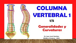 🥇 COLUMNA VERTEBRAL 15  Generalidades Curvaturas Fácil y Sencillo [upl. by Hedaza]