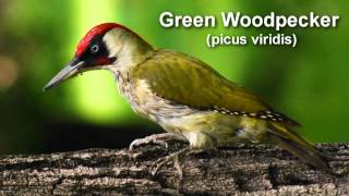 Woodpecker  European Green Woodpecker Bird Call [upl. by Ongun4]