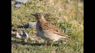 song of the lark canto delle allodole [upl. by Haskel]