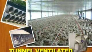 Tunnel Ventilated Bldg vs Conventional Broiler Housing [upl. by Annauqahs774]