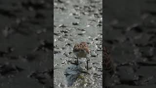 Semipalmated Plover shorts birds bird beach beac [upl. by Lemor]