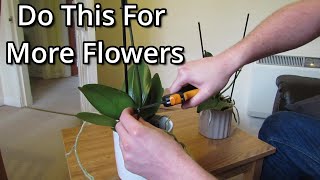 How to get your Phalaenopsis orchids to flower again [upl. by Pearle]