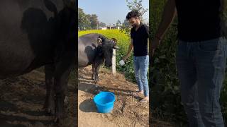 Aaj bheso ko bhi garam paani se nehlaayaminivlog dailyshorts shorts family familyvlog village [upl. by Feucht]