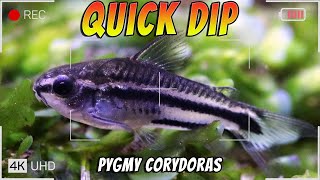 Quick Dip into The Pygmy Cory Catfish  Corydoras pygmaeus [upl. by Eceinej]