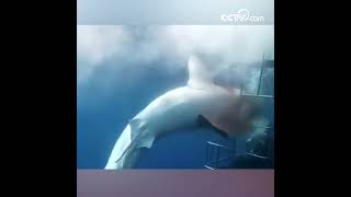 Blessé par des grilles de la cage un grand requin blanc est mort tragiquement enquête reportage [upl. by Grussing]