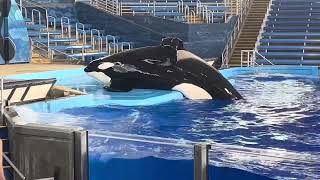 Orca Encounter SeaWorld San Antonio Summer 2023 [upl. by Yenruoc]