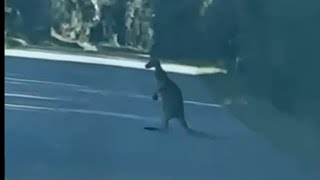 KANGAROO ON THE LOOSE IN FLORIDA [upl. by Jereld]