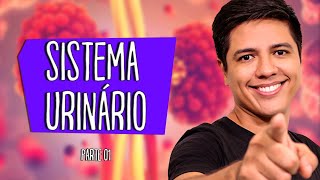 SISTEMA URINÁRIO OU EXCRETOR  ANATOMIA E FISIOLOGIA  Prof Kennedy Ramos [upl. by Fisoi]