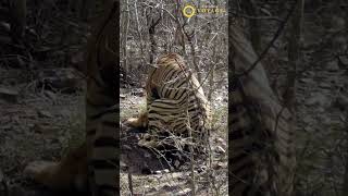 Tiger mating at Ranthambore National Park [upl. by Zohara866]