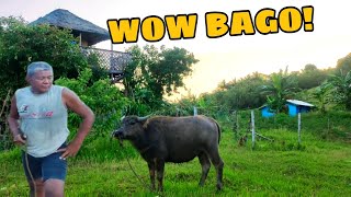 BAGONG CARABAO NI TATAY RIOT  BISAYA VERSION VLOG  BURDZ JASON [upl. by Ledeen]