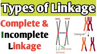 Types of Linkage  Crossing over  Complete linkage  Incomplete linkage  Drosophila [upl. by Sisenej]