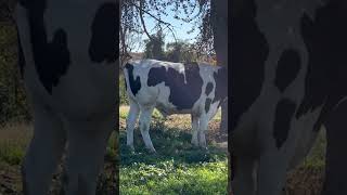 Holstein Bull Scratching his Horns [upl. by Buyse]