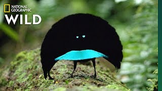 Rare Footage of New Bird of Paradise Species Shows Odd Courtship Dance  Nat Geo Wild [upl. by Giardap]