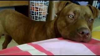 PIT BULL LLORApara que lo suban a la cama [upl. by Perry]