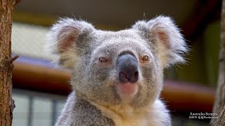 4K Daisy Hill Koala Centre Queensland AUSTRALIA Part 24 オーストラリア [upl. by Genia7]