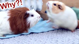 Ridiculous Guinea Pig Fights [upl. by Mori768]