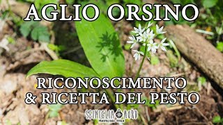 Aglio orsino  riconoscimento e ricetta del pesto [upl. by Alphard]