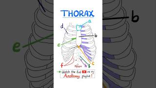 Anatomy of the Thorax science anatomy mbbs biology nurse doctor neuroanatomy nclex usmle [upl. by Readus]