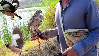 Unbelievable Sparrowhawk Attacks on Myna Birds  Falconry Attack [upl. by Iveksarap874]