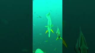 Diving on Koh Tao island Thailand Chumpon pinnacle Batfish 🙌 [upl. by Pazit437]