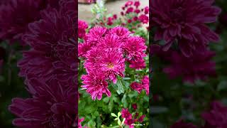 Autumn chrysanthemums bloom in my garden Toronto 20241006 [upl. by Pattie35]