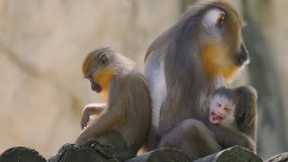 A new baby mandril makes its debut at the Fort Worth Zoo [upl. by Dare]