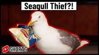 This seagull is a regular thief at Tescos stealing £300 worth of food [upl. by Sykes761]