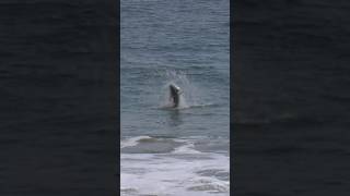 🔥BIG ROOSTERFISH🔥 Cabo Surf fishing beach adventure fish [upl. by Apicella]