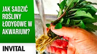 Jak sadzić rośliny🌱 w akwarium🐟  Rośliny łodygowe  INVITALpl [upl. by Filemon]