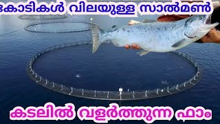 അത്ഭുതപെടുന്ന കടലിലെ സാൽമൺ ഫാംSalmon Farming MalayalamMoney Making ideas in Farming [upl. by Sel738]