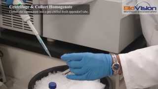 Tissue Homogenization Video  Biovision Inc [upl. by Budworth]