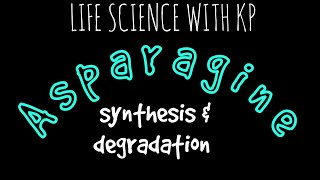 ASPARAGINE Synthesis amp DegradationVlog 18 [upl. by Airalav]