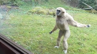 Funny Gibbon Intrigued by Guide Dog in Zoo [upl. by Sueaddaht328]