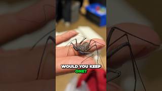 Would you keep a Tailless Whip Scorpion 🕷️ spider bug bugs terrarium invertebrate [upl. by Fred]