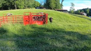 Tarter CattleMaster Squeeze Chute Series 3 Auto Head Gate Walk Around [upl. by Letsou138]