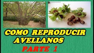 CÓMO GERMINAR AVELLANAS  1ª PARTE  Todo Huerta y Jardín [upl. by Aznola]